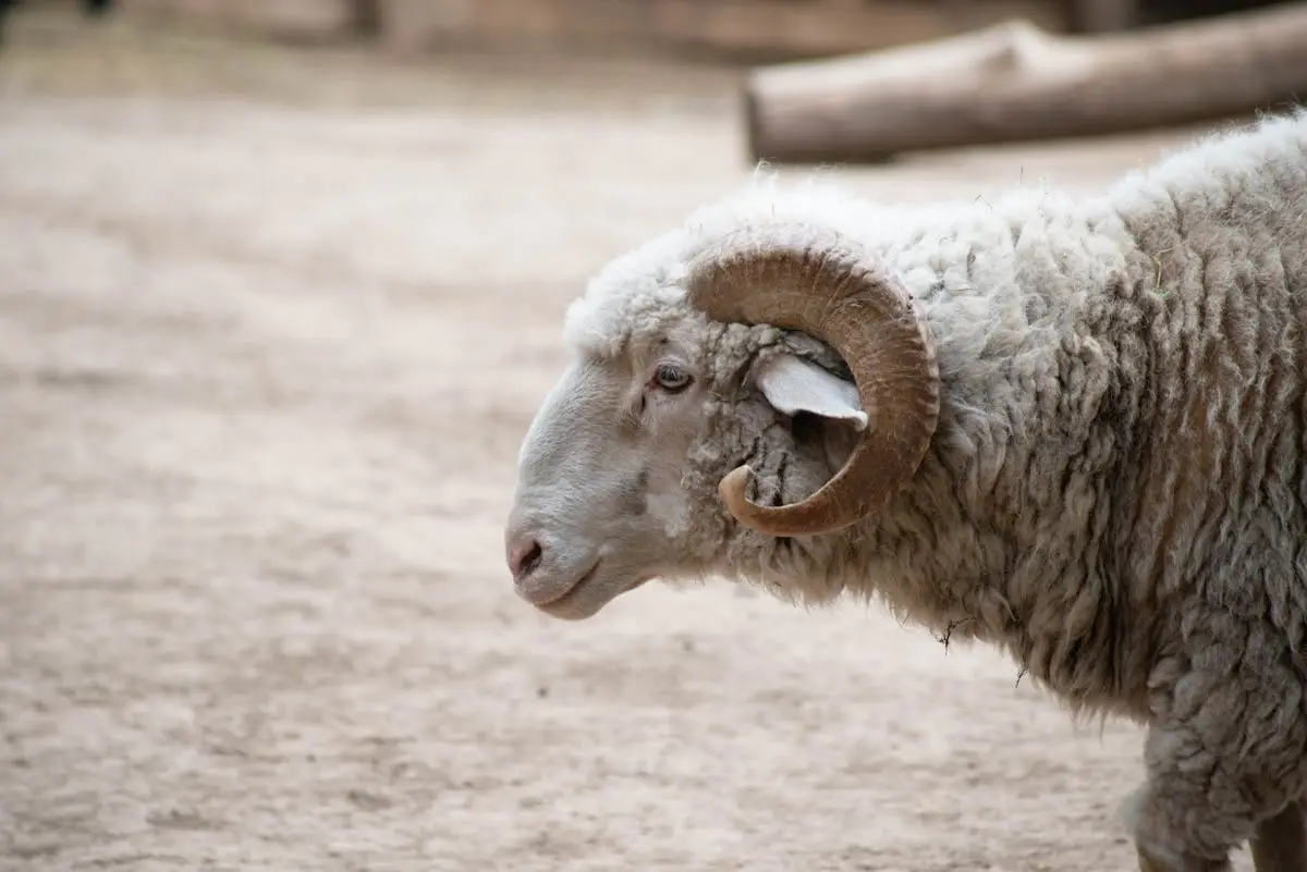 aries adalah zodiak yang paling